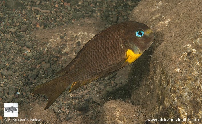 Tropheus sp. 'crescentic' Segunga (north)